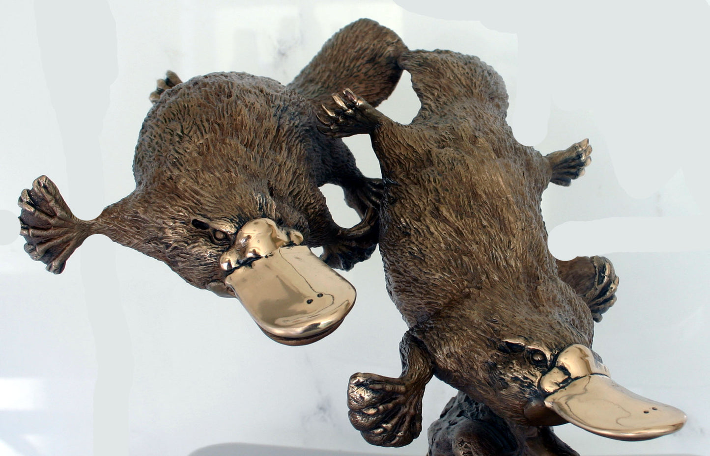 PLATYPUS LIMITED EDITION