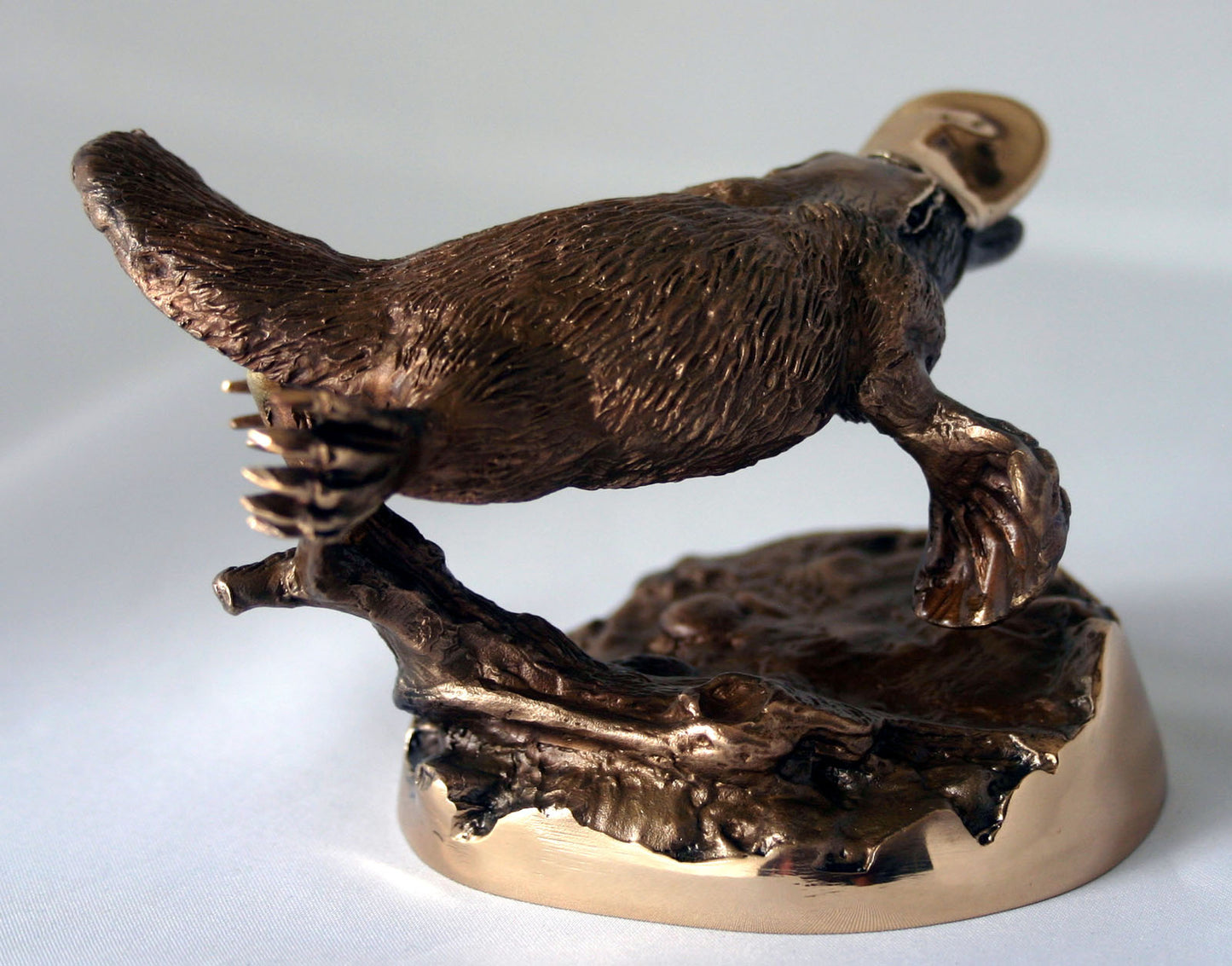 PLATYPUS SWIMMING ON BASE