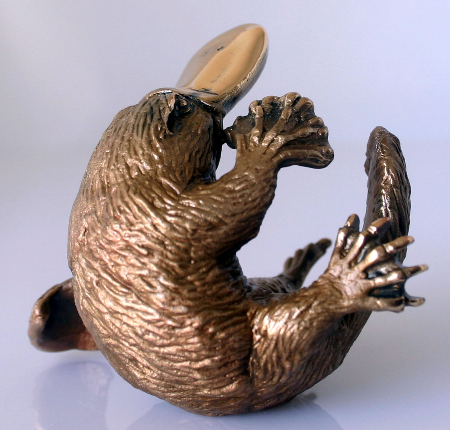 PLATYPUS CURLED