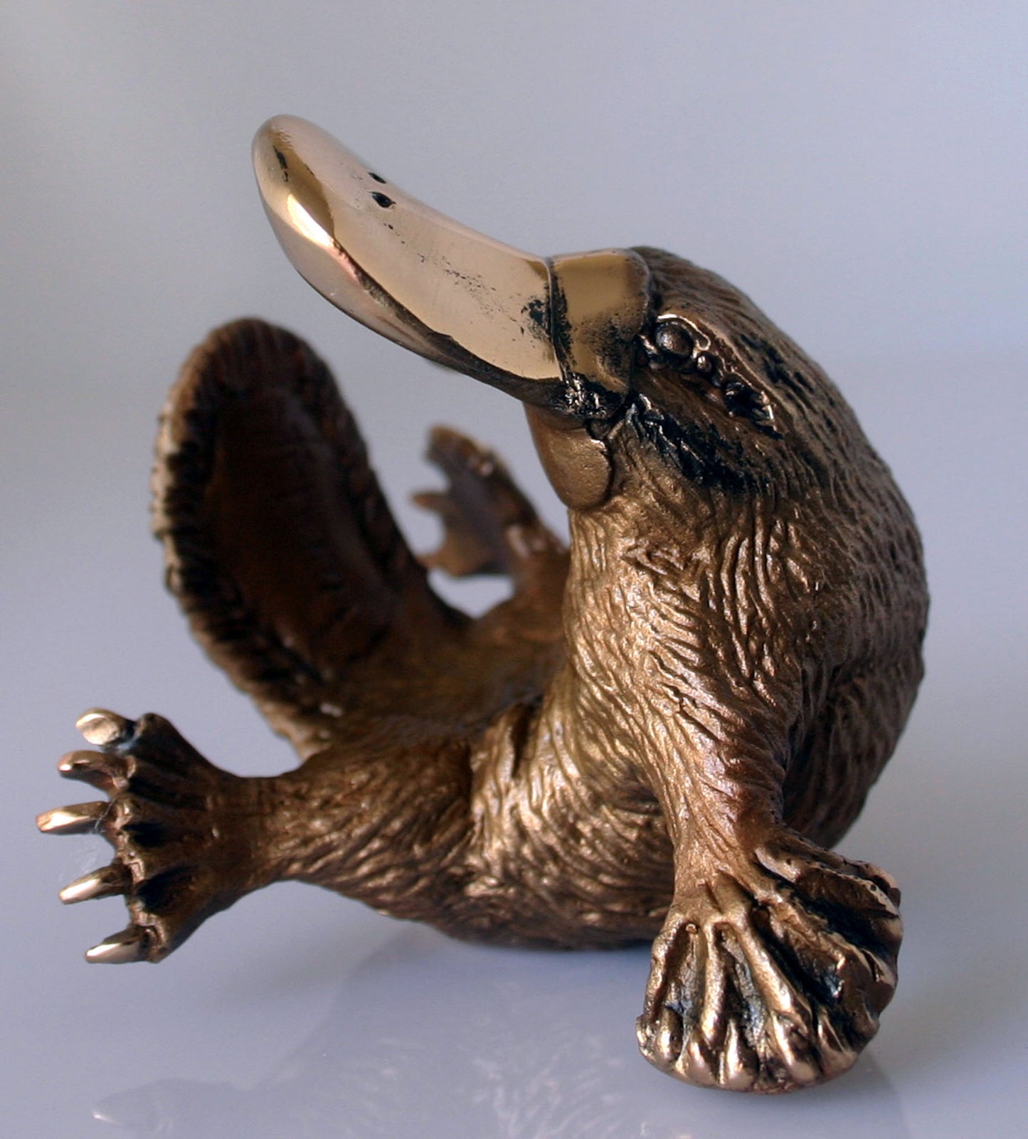 PLATYPUS CURLED