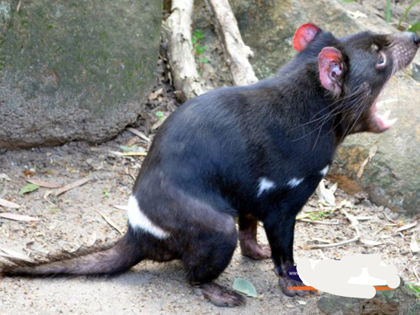 TASMANIAN DEVILS