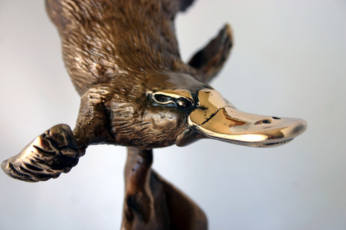 PLATYPUS DIVING ON BASE
